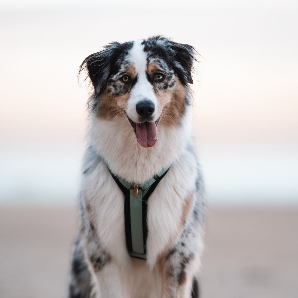 Pet Harness product image 118
