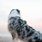 Pet Harness product image 119