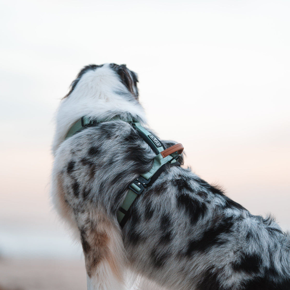 Pet Harness product image 119
