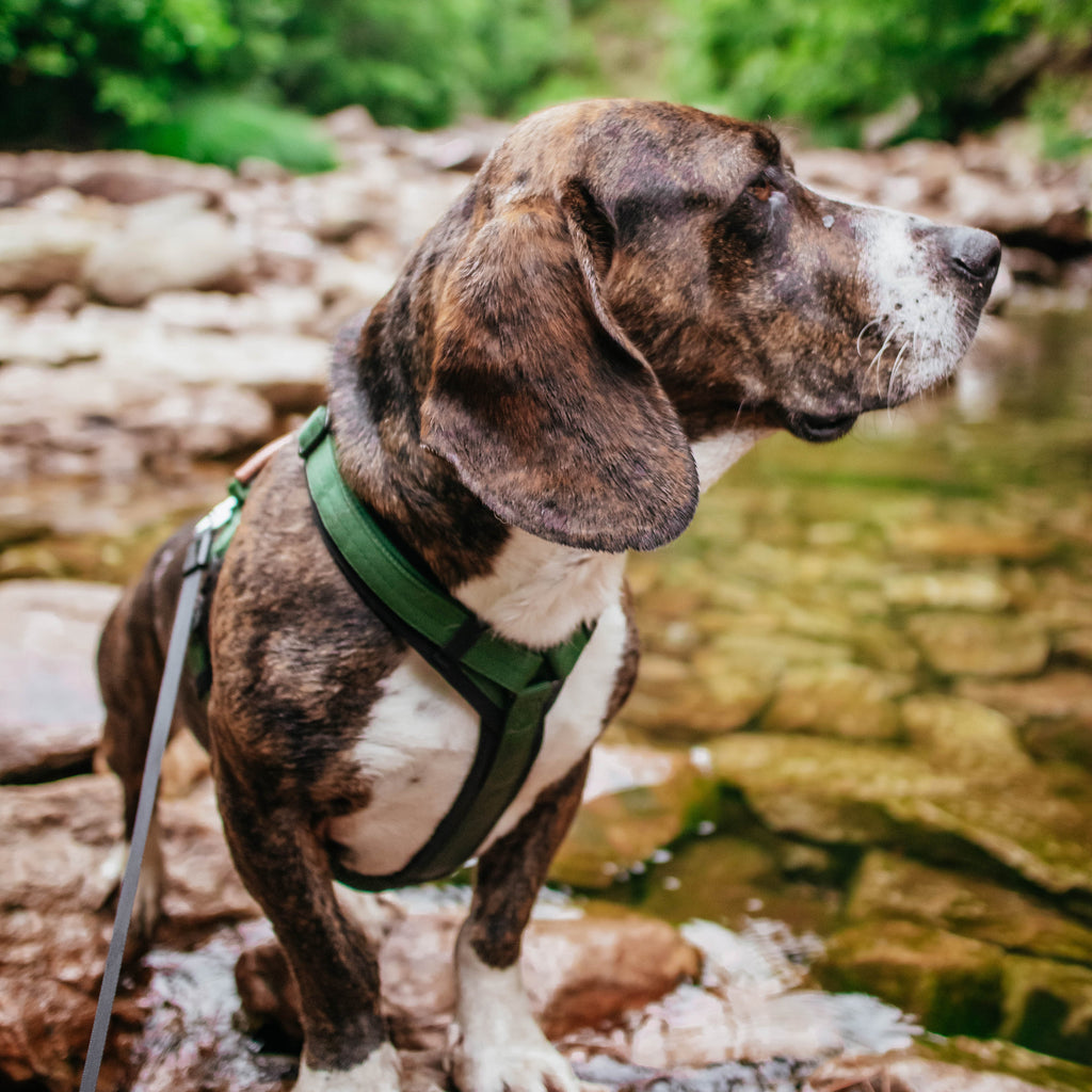 Pet Harness product image 123