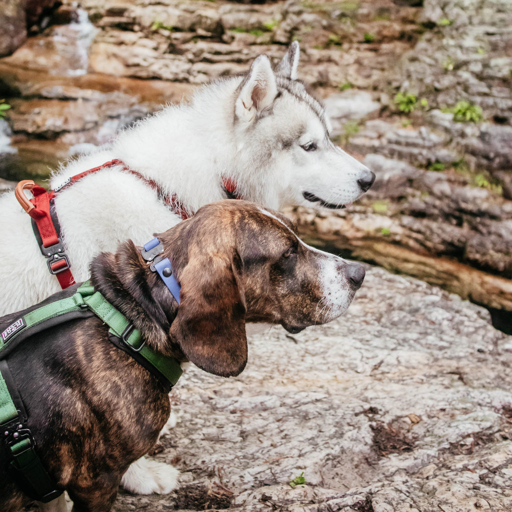 Pet Harness product image 125