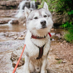 Pet Harness product image 126