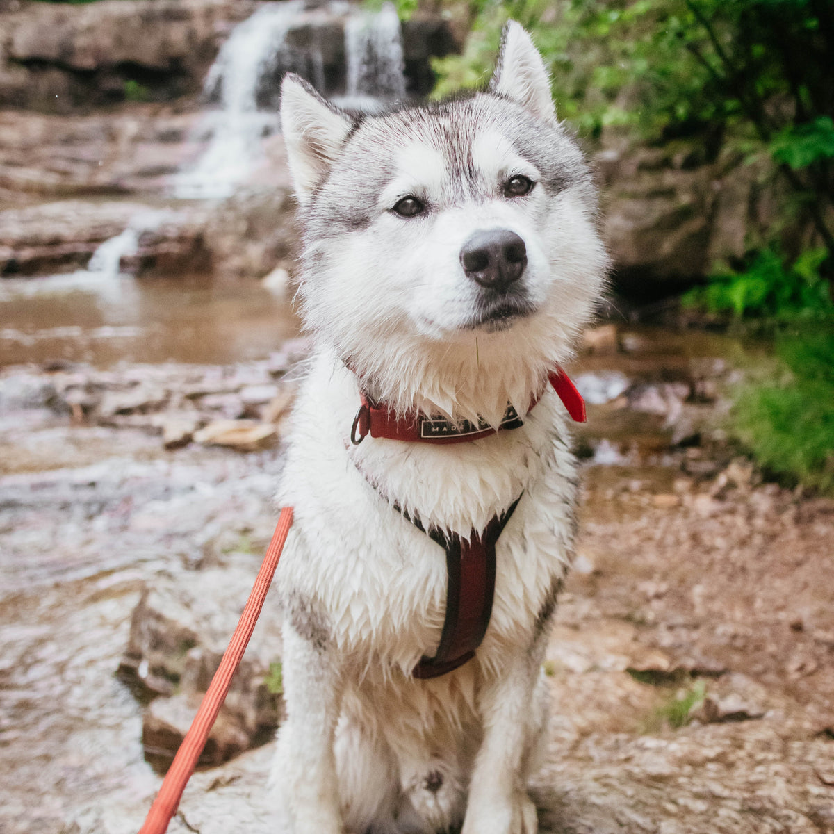 Pet Harness product image 126