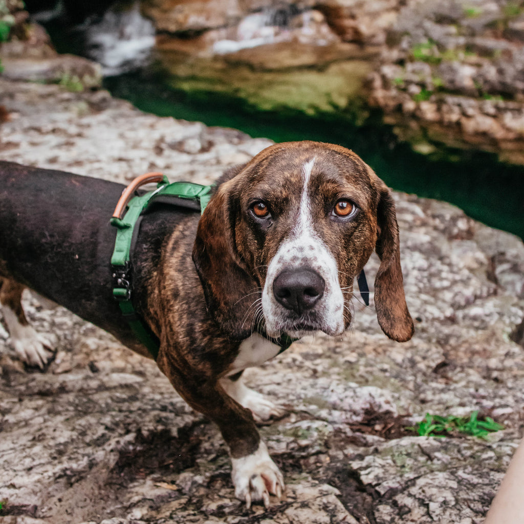 Pet Harness product image 127