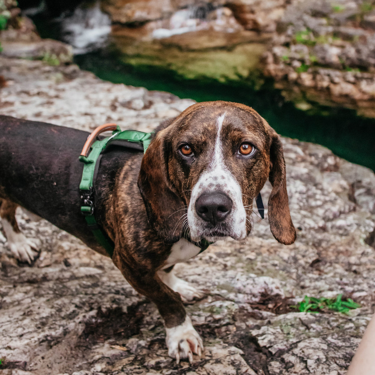 Pet Harness product image 127