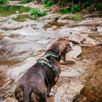 Pet Harness product image 128