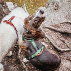 Pet Harness product image 129