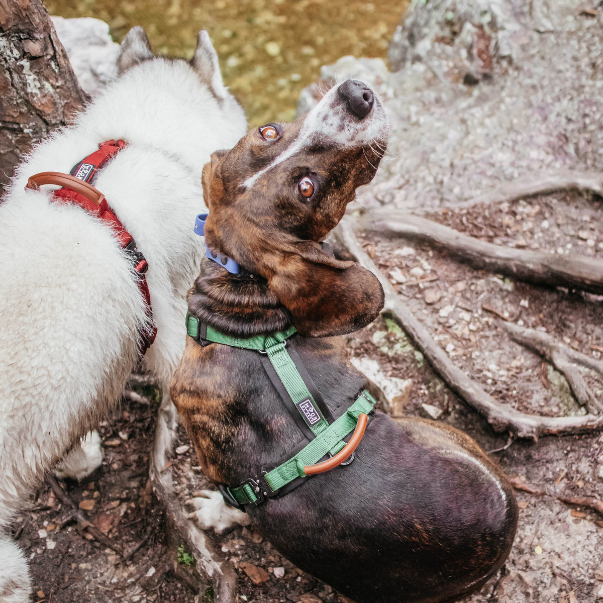 Pet Harness product image 129
