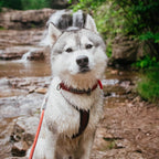 Pet Harness product image 131