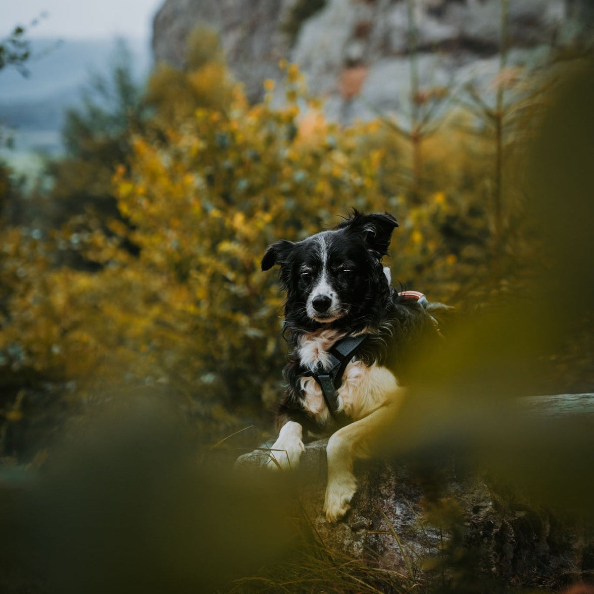 Pet Harness product image 132