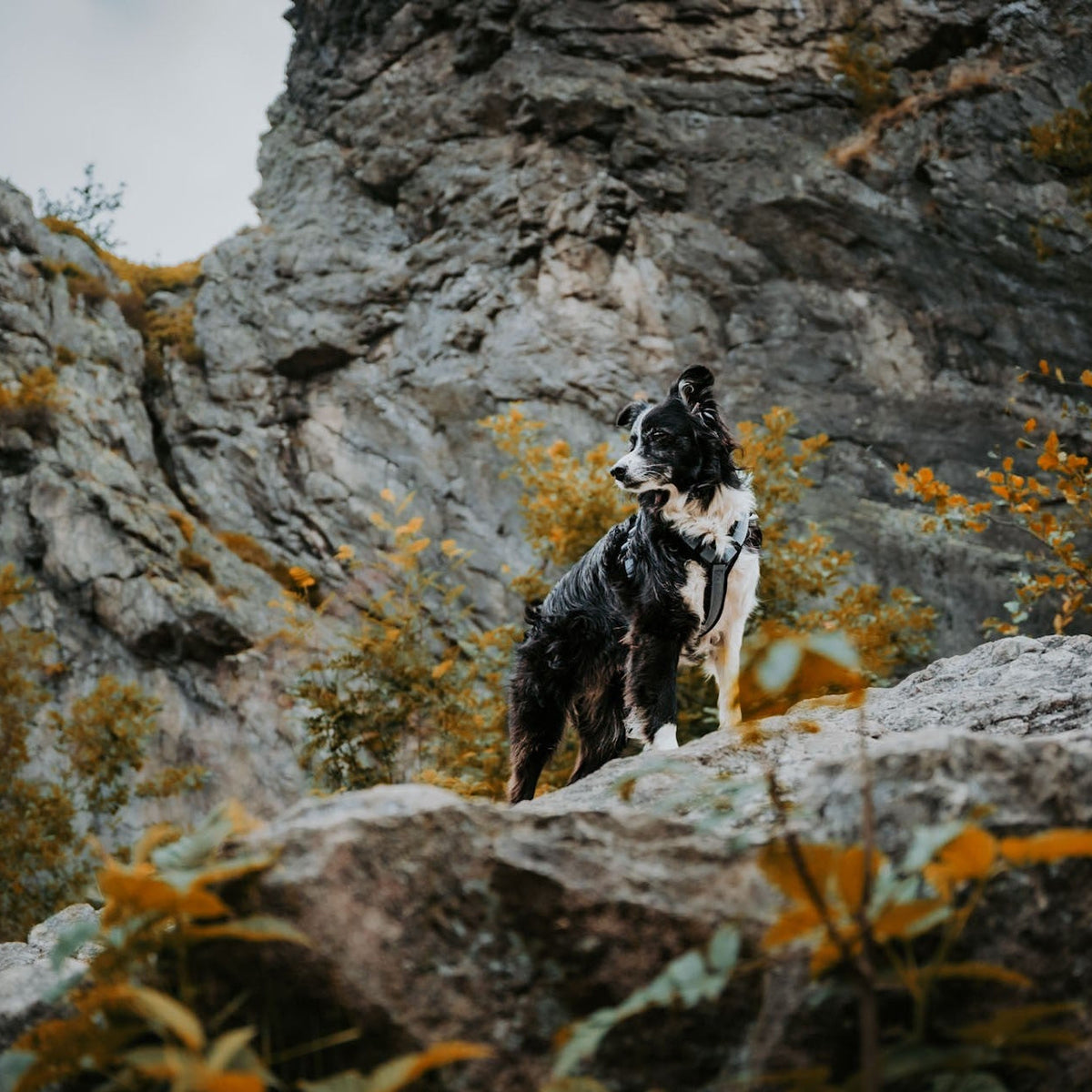 Pet Harness product image 133