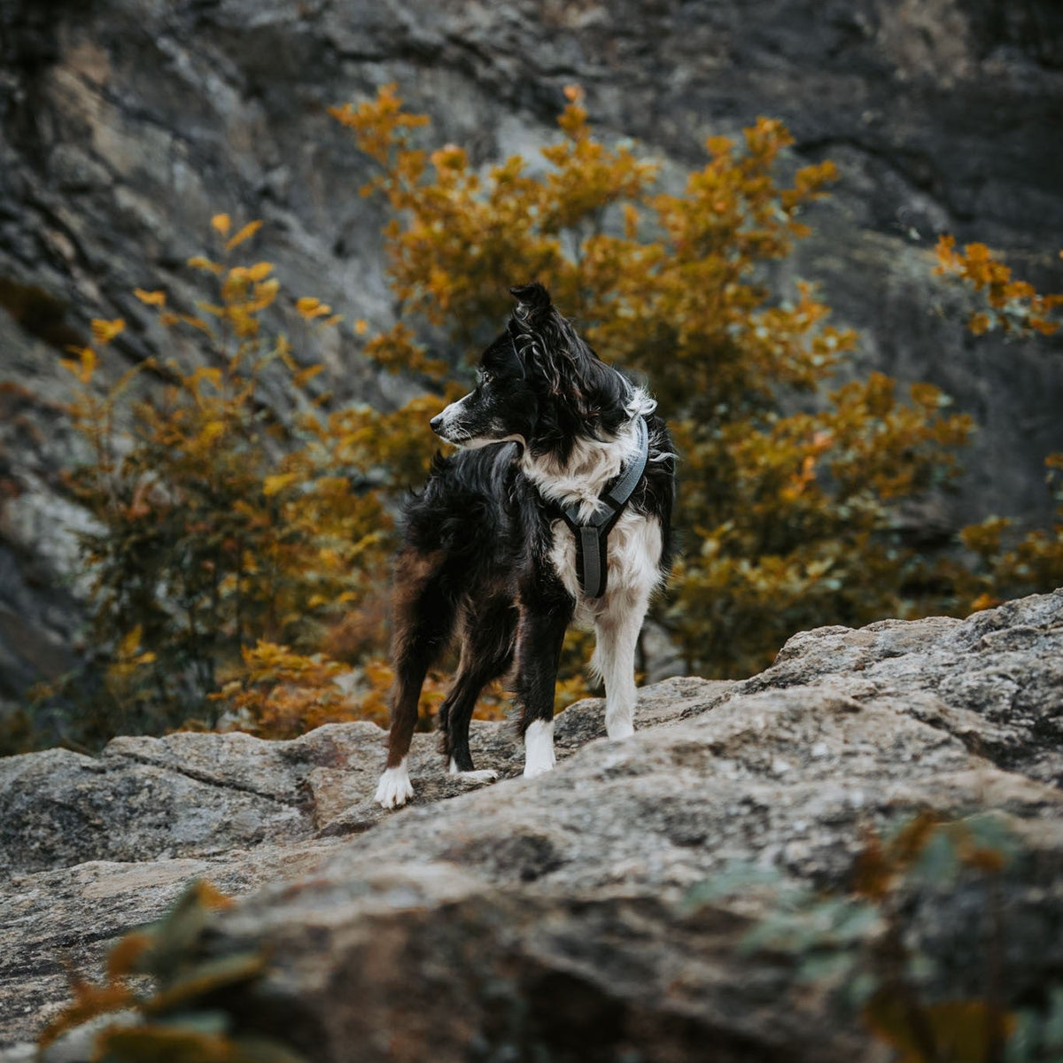 Pet Harness product image 134