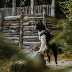 Pet Harness product image 135