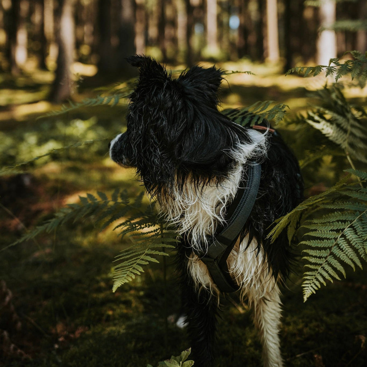 Pet Harness product image 136