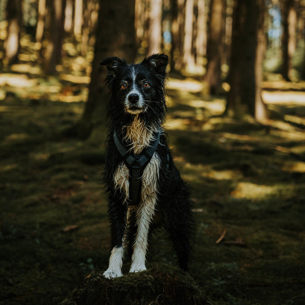 Pet Harness product image 137