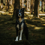 Pet Harness product image 137