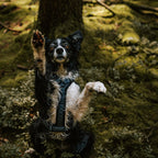 Pet Harness product image 138