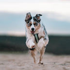 Pet Harness product image 139