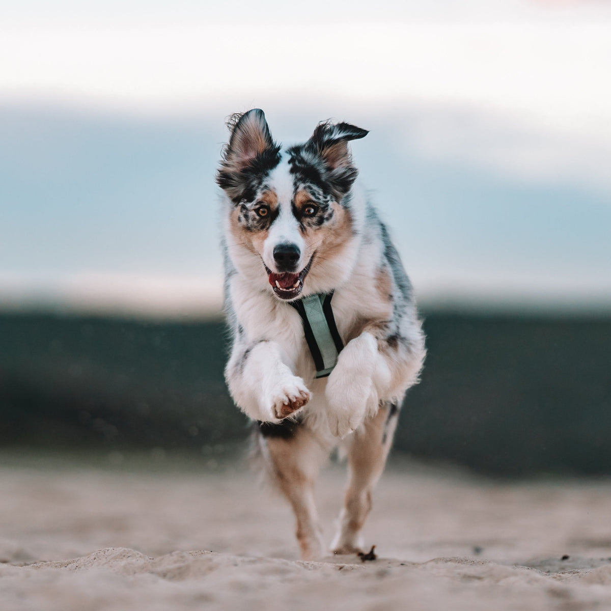 Pet Harness product image 139