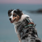 Pet Harness product image 140