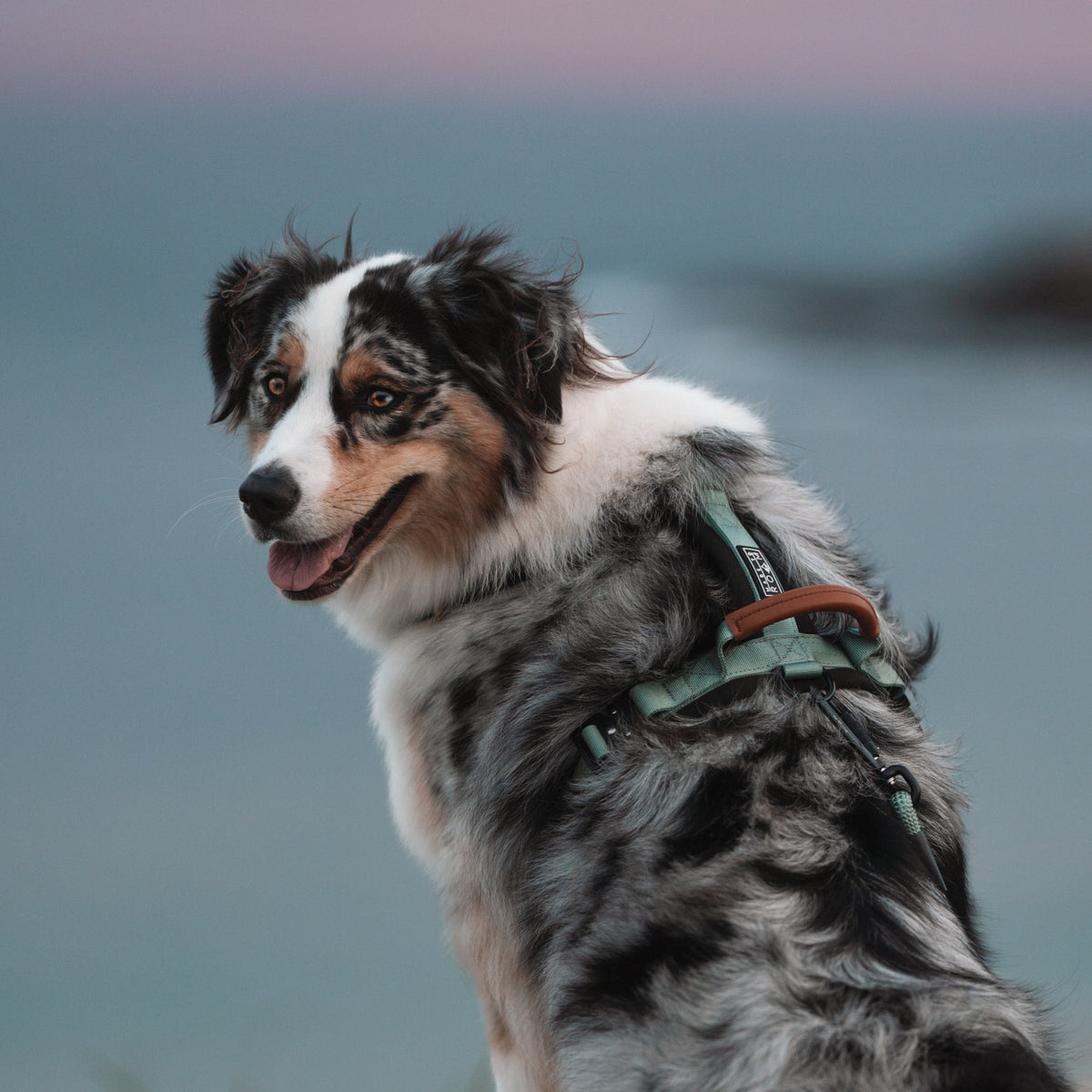 Pet Harness product image 140