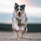 Pet Harness product image 141