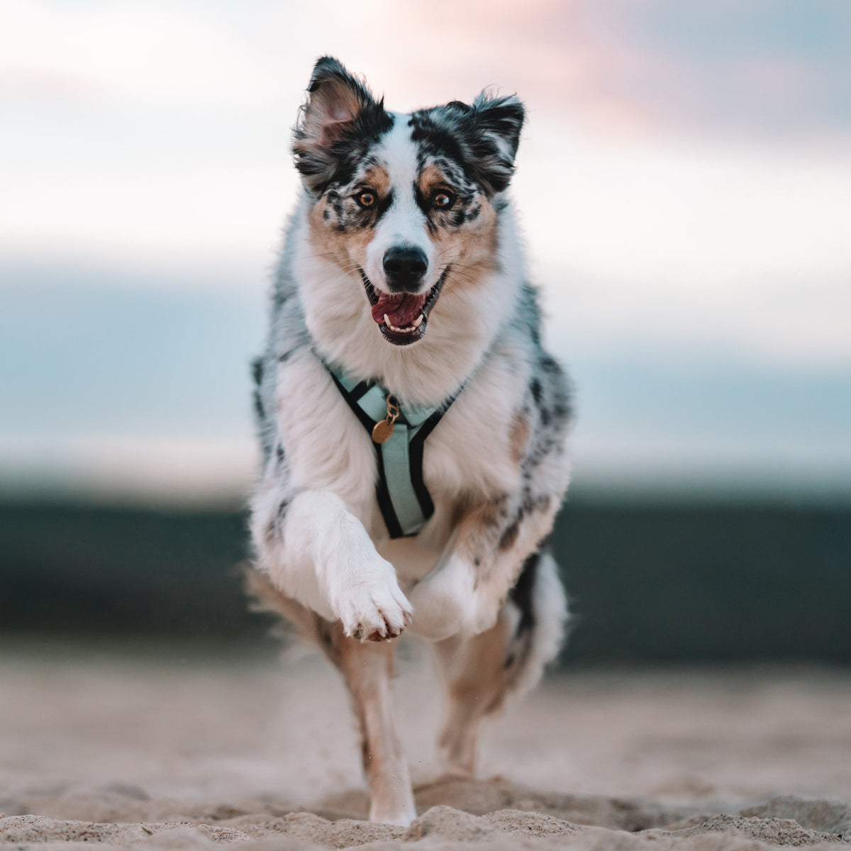 Pet Harness product image 141