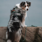 Pet Harness product image 142