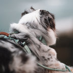 Pet Harness product image 143