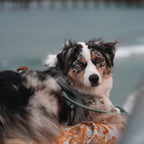 Pet Harness product image 144