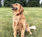 Dog Training Collar product image 2