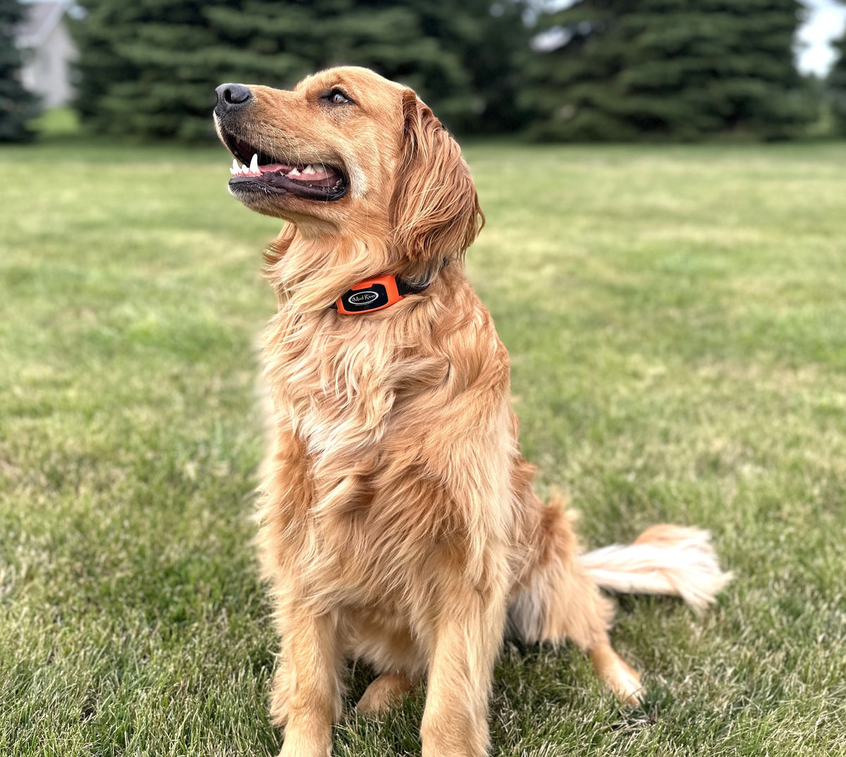 Dog Training Collar product image 2