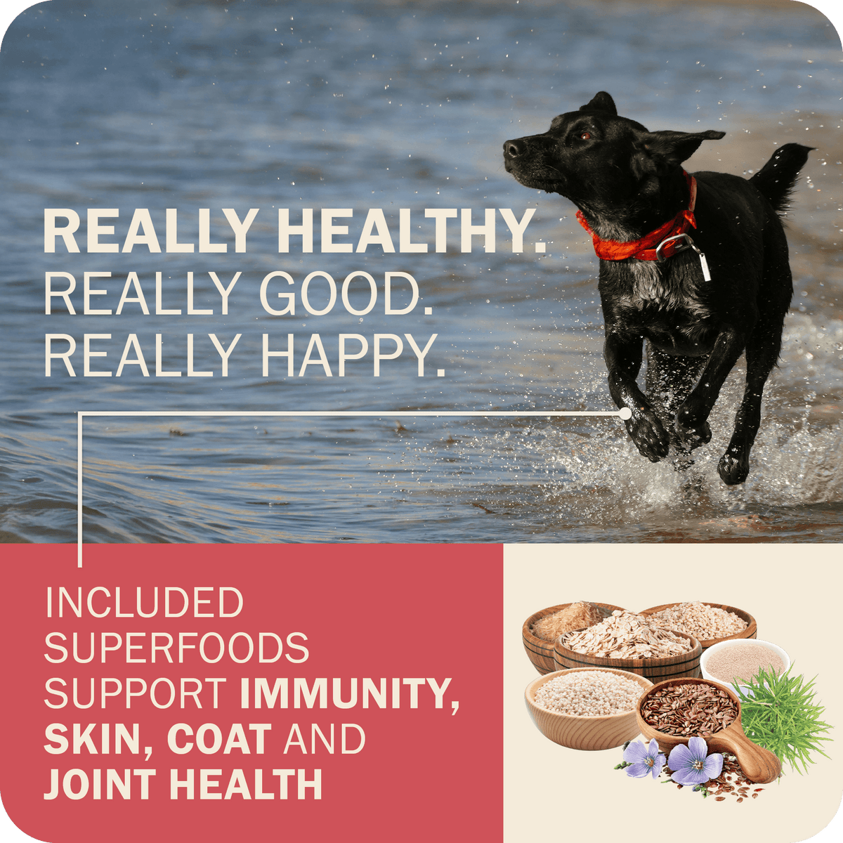 Whole Grain Dog Food product image 11