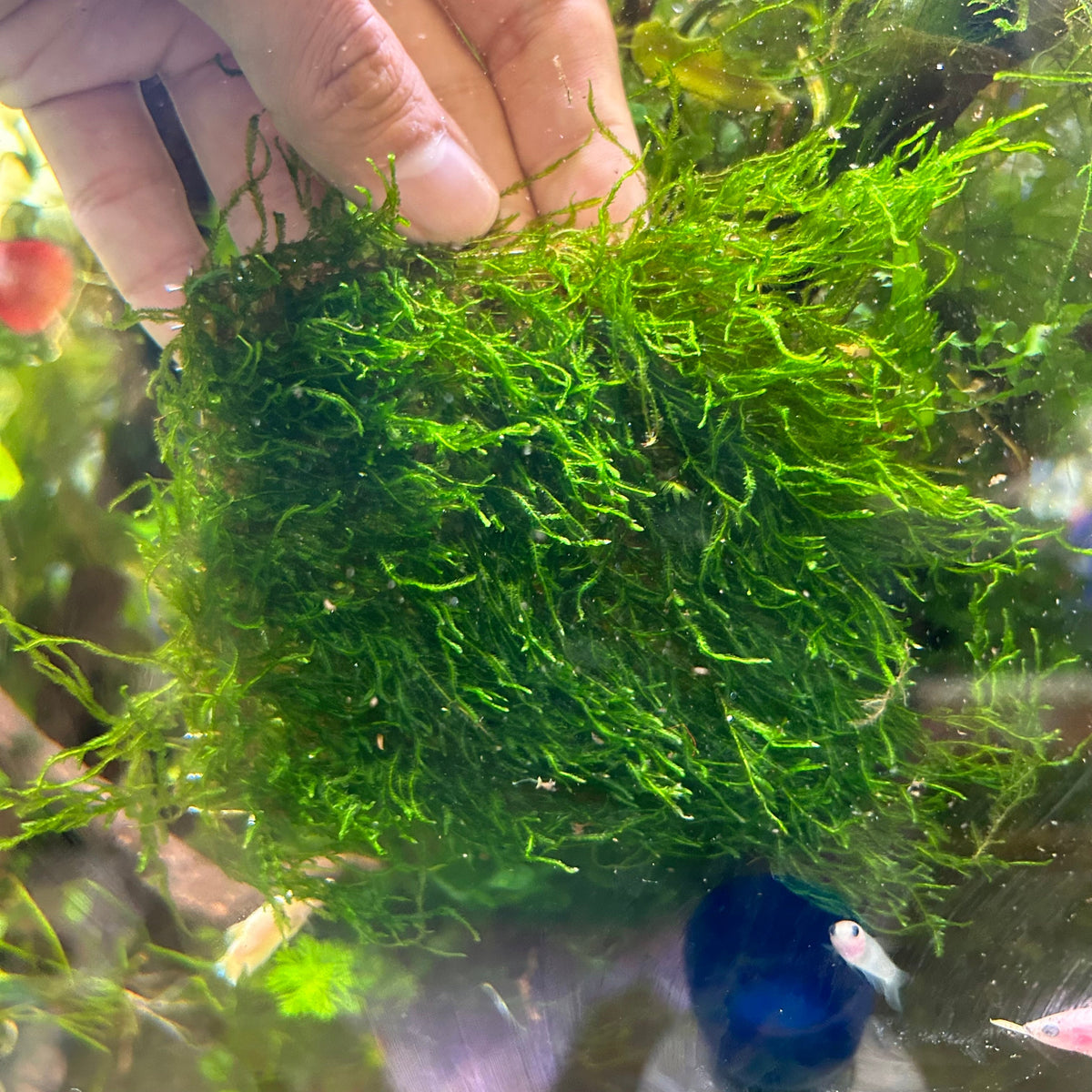 Aquarium Moss product image 1