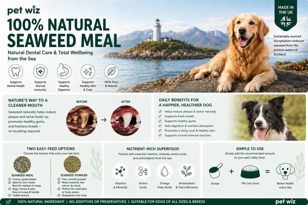 Seaweed Supplement product image 2