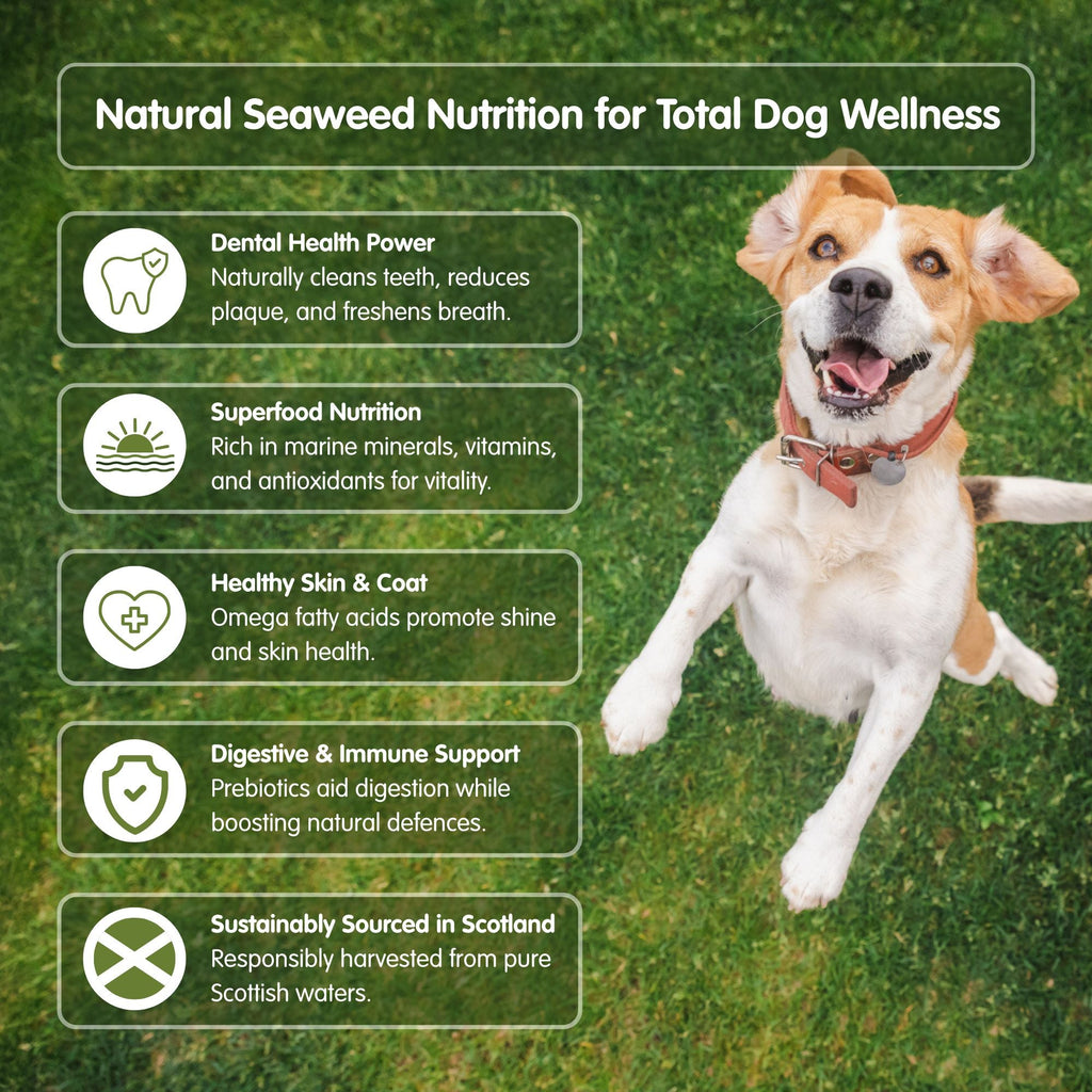 Seaweed Supplement product image 3