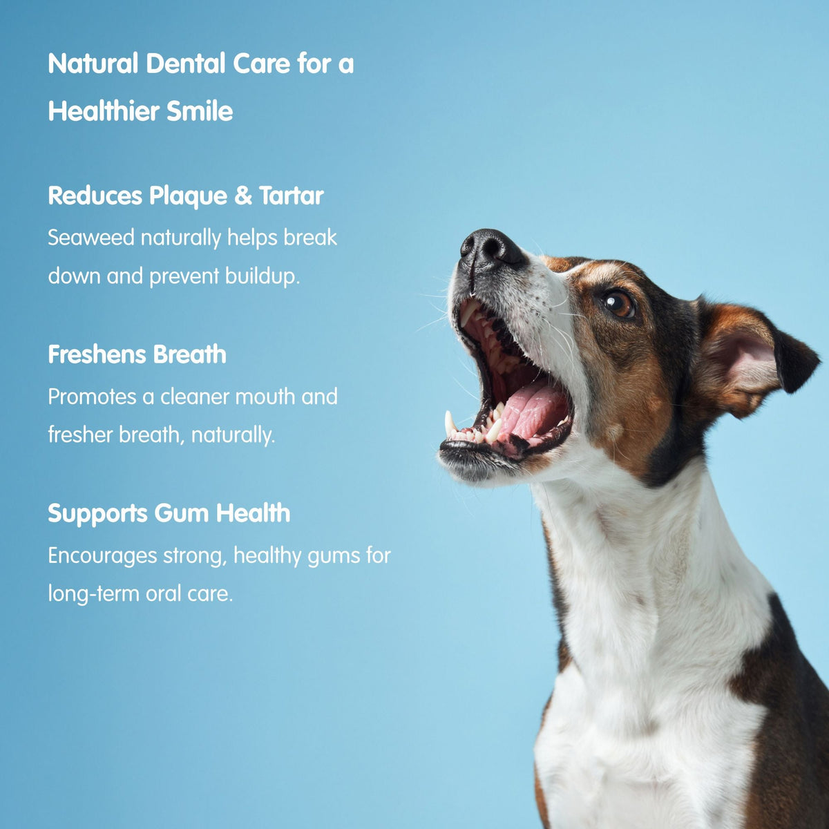 Seaweed Supplement product image 4