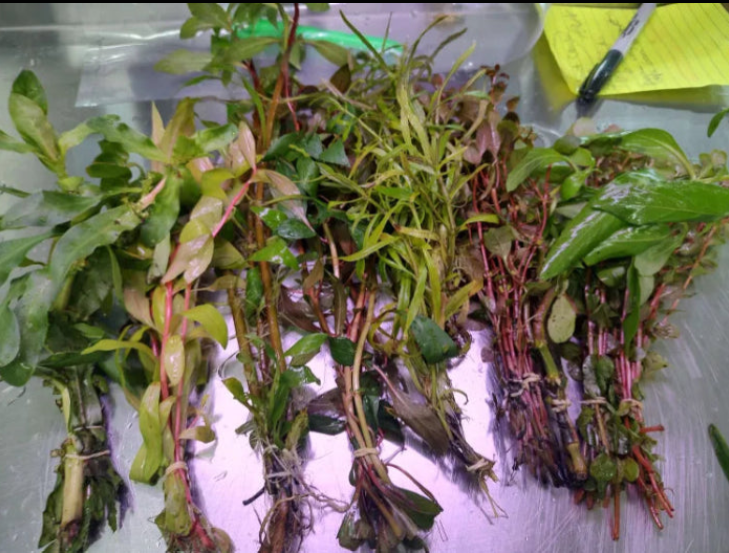 Hardy Live Aquarium Stem Plant Pack product image 1
