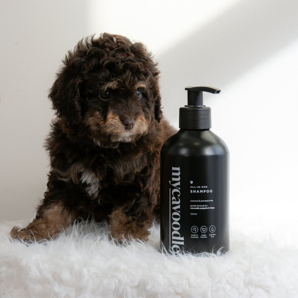 Cavoodle Dog Shampoo product image 2