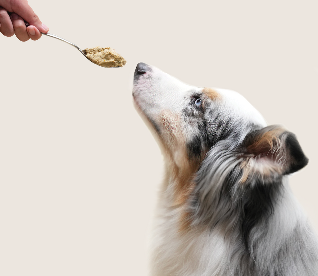 Gently Cooked Turkey Dog Food product image 5