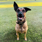 Leather Dog Collar for Strong, Comfortable Handling: Padded Veg-Tanned Design with Brass Hardware