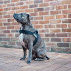Adjustable Grab-Handle Dog Harness product image 4