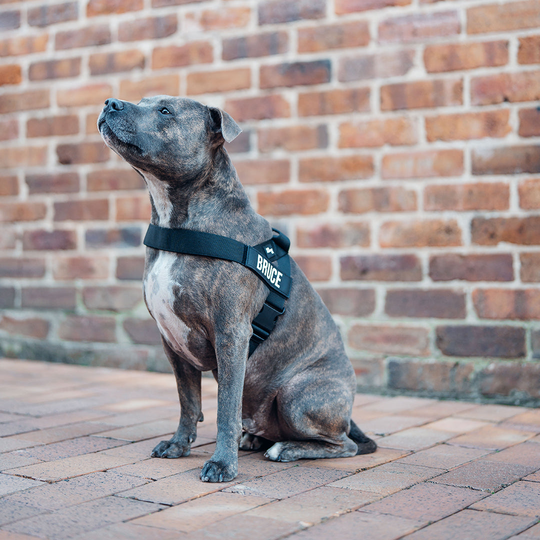 Adjustable Grab-Handle Dog Harness product image 4