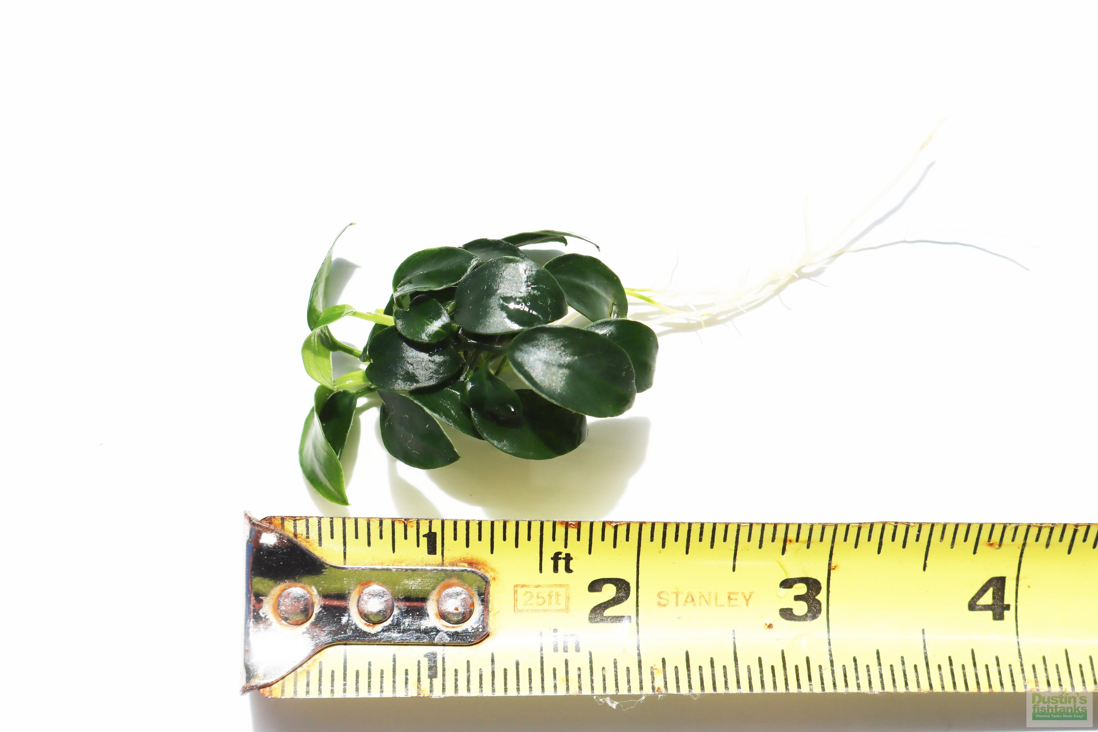Live Anubias Nana Petite Aquarium Plant product image 21