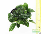 Live Anubias Nana Petite Aquarium Plant product image 44