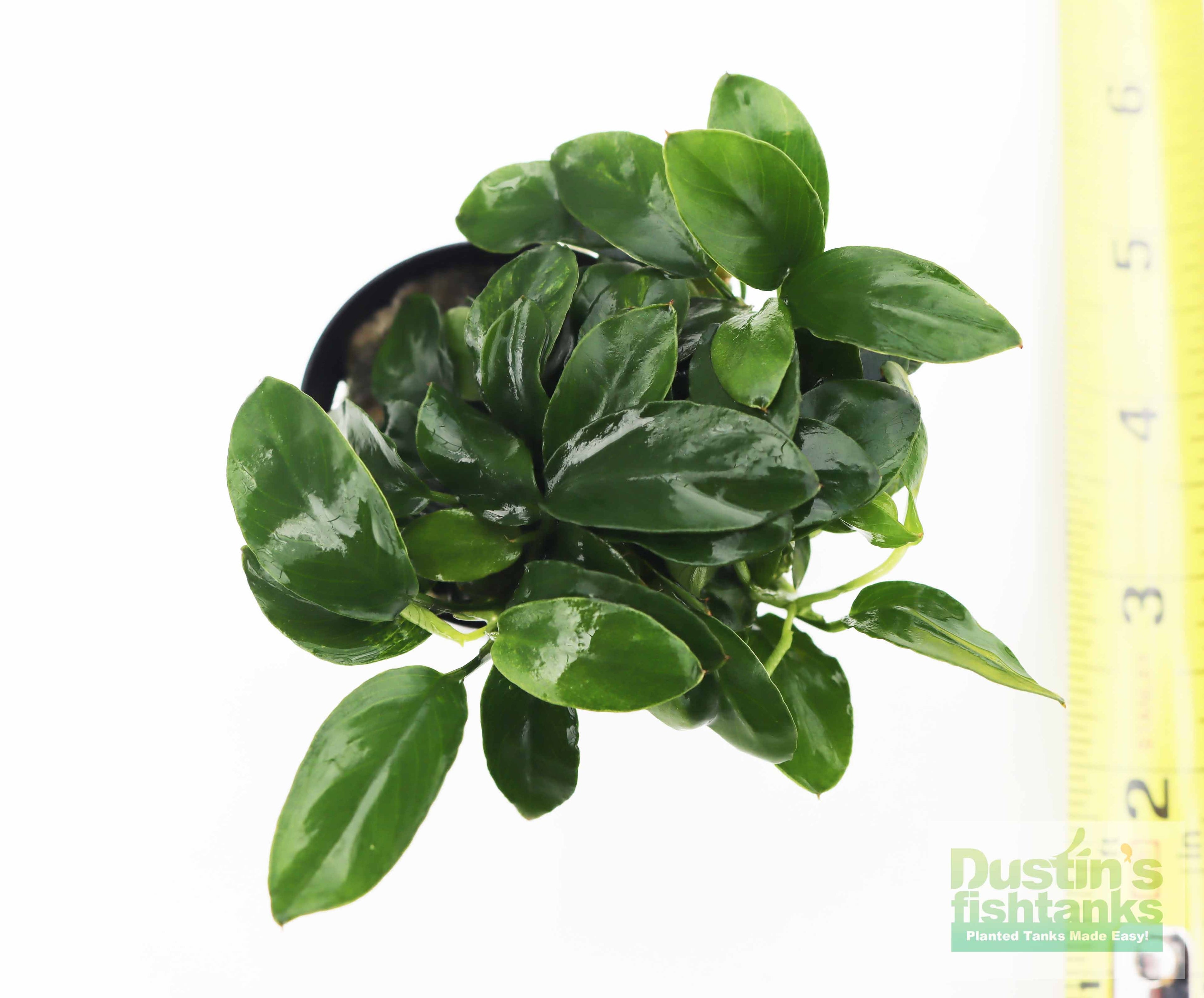Live Anubias Nana Petite Aquarium Plant product image 44