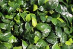 Live Anubias Nana Petite Aquarium Plant product image 24