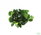 Live Anubias Nana Petite Aquarium Plant product image 1
