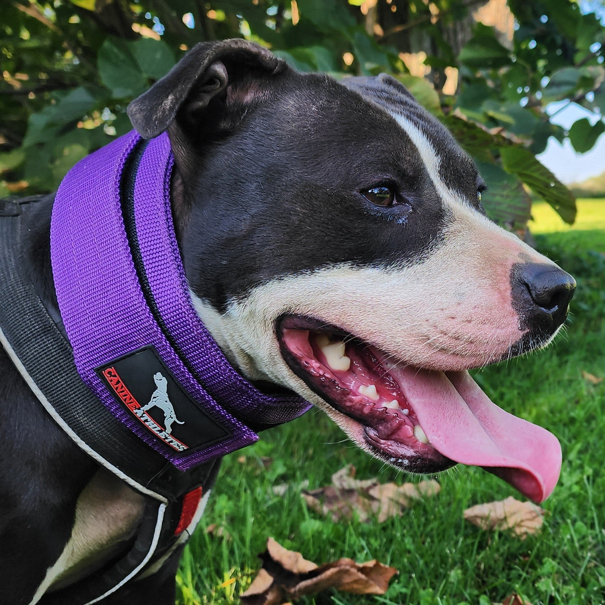 Weighted Working Dog Collar product image 10
