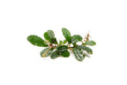 Live Bucephalandra Starter Pack product image 5